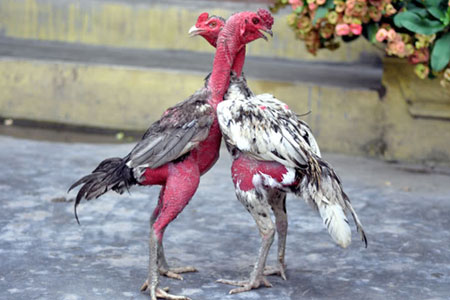 Congdongviet_net_-200330-164427